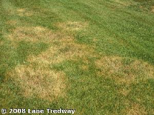 Brown Patch Disease