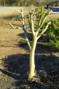 crepe myrtle pruning