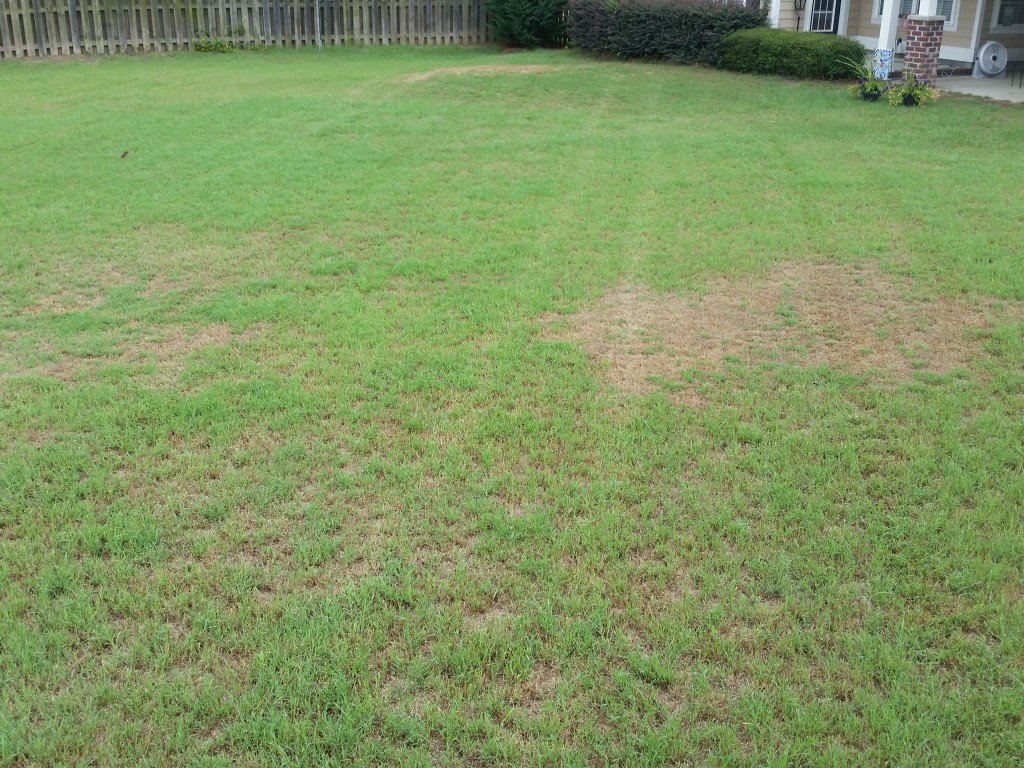 lawn service