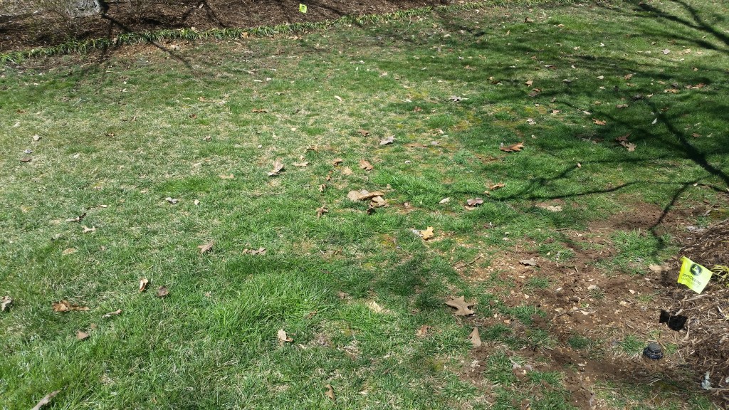 knoxville lawn care