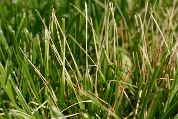 fescue
