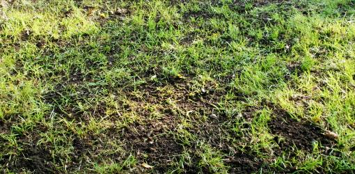 top-dressing-improve-soil-lawn-3