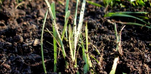 top-dressing-improve-soil-lawn-6