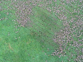 When do I aerate my lawn?