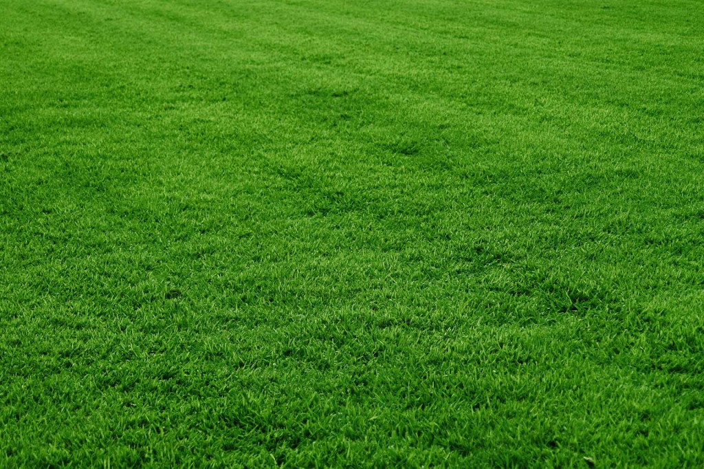 mowed lawn