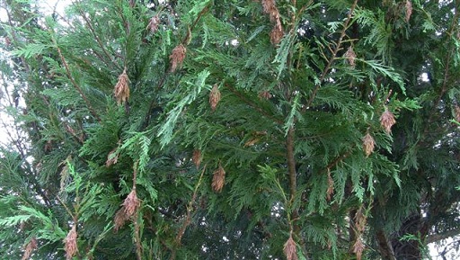 knoxville trees and shrubs