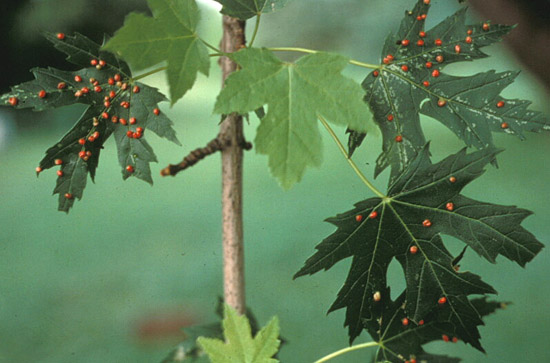 knoxville trees and shrubs