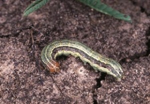 Army Worm