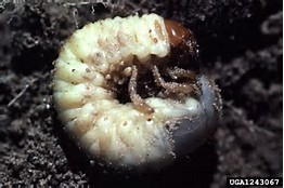 Grub Worm