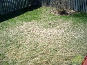 Grub Damage