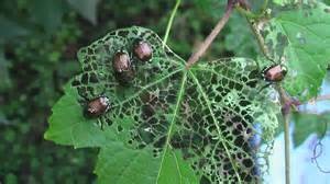Japanese Beetle Damage