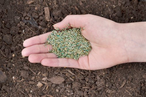 Aeration and Overseeding in the Fall