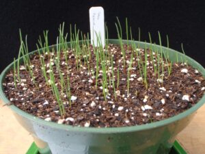 This is the proper rate of seed
