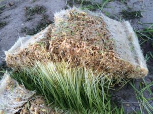 This is an example of too much seed.