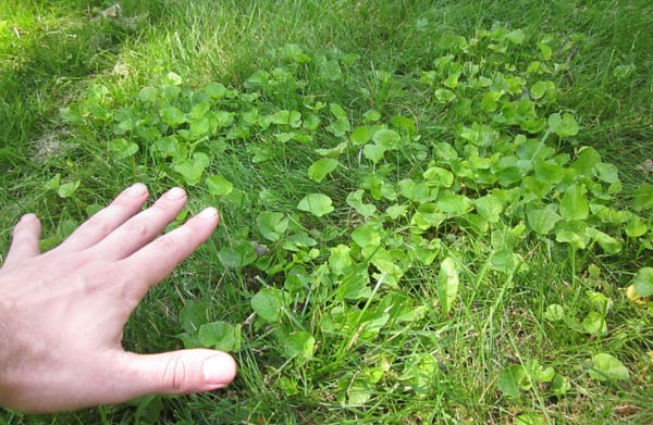 Got weeds? Let’s Kill ’em!