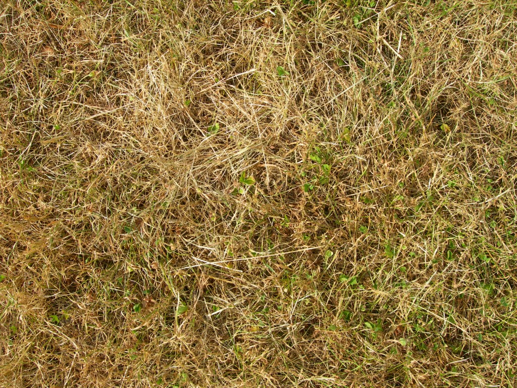 Epsom Salt… To Save Your Lawn?