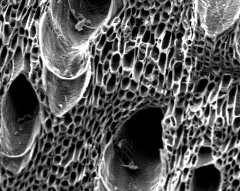 carbon-is-the-most-important-element-in-soil