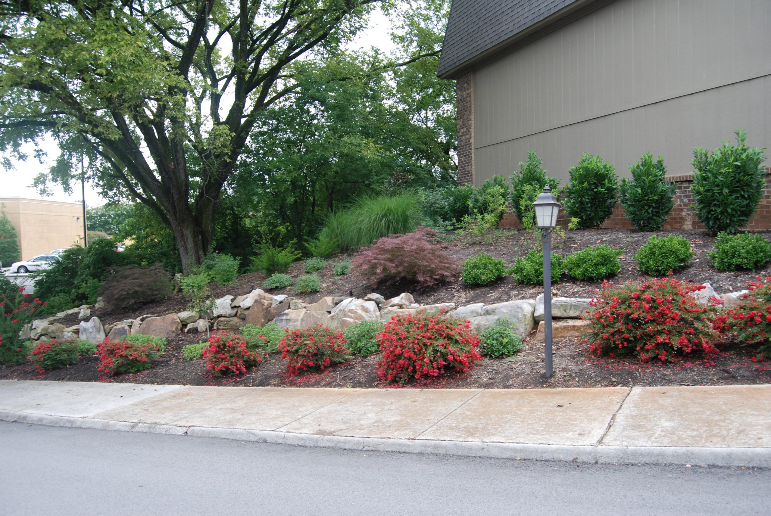 Flowering shrub border along a street frontage